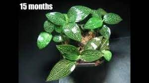 Small white flowers appear around christmas. Jewel Orchid Ludisia Discolor Var Alba Movement Youtube