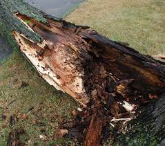 M g m painting & paperhan. We Care Tree Service Long Island New York Tree Removal Company Nassau Suffolk