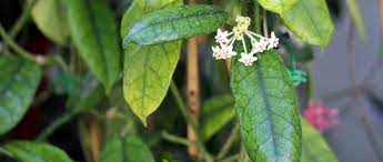 Pin On House Plants