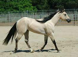 Choose your favorite buckskin horse paintings from millions of available designs. 21 Horses With The Most Beautiful Rare Colors In The World Page 15 Of 21 Inspiremore