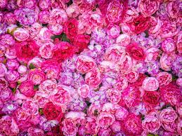 Beautiful Background Of Artificial Pink Peonies Wedding Festive Decoration Floral Rose Background Pink Flowers Background Pink Flowers Background Pink Peonies Pink Flowers