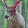 Deer skin can be worn for warmth, used to construct decorations, or combined with rope to make flares can be held by the player to illuminate the environment. 1