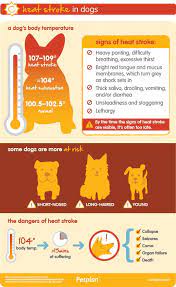 24 Ways To Prevent Heatstroke In Dogs This Summer