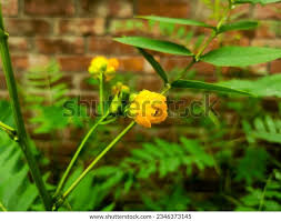 Image result for Rotheca reflexa