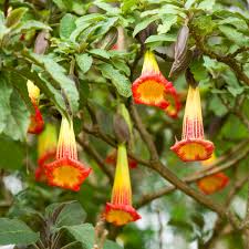 Image result for durman obecný květ