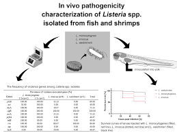 Monocytogenes in brines at low temperatures. Pathogens Free Full Text Virulence Characterization Of Listeria Monocytogenes Listeria Innocua And Listeria Welshimeri Isolated From Fish And Shrimp Using In Vivo Early Zebrafish Larvae Models And Molecular Study