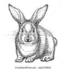 Bildergebnis Fur Hase Gezeichnet Hase Zeichnen Malen Und Zeichnen Zeichnungen