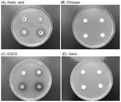 The test antibiotic immediately begins to diffuse outward from the disks, creating a gradient of antibiotic concentration. Xmlinkhub