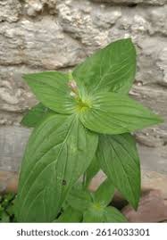 Image result for Loganiaceae