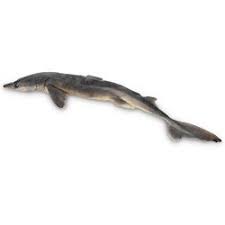 The spiny dogfish, spurdog, mud shark (squalus acanthias) or piked dogfish, is one of the best known species of the squalidae (dogfish) family of sharks, which is part of the squaliformes order. Nasco Dogfish Shark Squalus Size 18 22 Injection Plain Lab Specimen Ls03575 Amazon Com Industrial Scientific