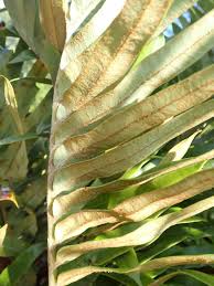 Image result for Blechnum tabulare
