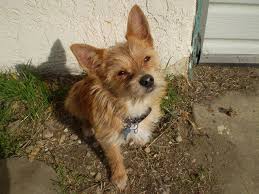 Full Grown Chihuahua Terrier Mix Black And Brown Cairn Terrier Chihuahua Mix Terrier Chihuahua Cute Animals