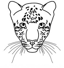 How to draw a leopard. How To Draw A Leopard Face Sketch In 2020 Snow Leopard Drawing Leopard Drawing Leopard Drawing Art