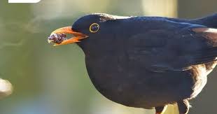 Bild 2 7 Von Der Auswahl Der Eingeschickten Bilder Unseres Fotowettbewerbs Aus Der Letzten Woche Der Atem Der Amsel Laut Instagram Feed Instagram Animals