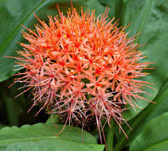 Image result for Scadoxus membranaceus