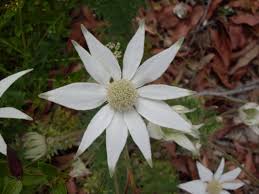 Image result for Jasminum breviflorum