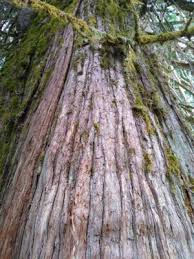 If you are looking for a little more variety, the salish lodge & spa and the seattle marriott waterfront are 55 miles and 70 miles away from grove of the patriarchs loop. Lower Eastside Trail Loop Hike In Mt Rainier Ordinary Adventures