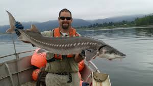 Sturgill is one of our sturgeon in the milwaukee river. As Caviar Prices Skyrocket Sturgeon Poachers Invade Pacific Northwest The Salt Npr
