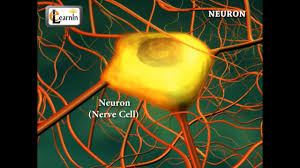 Maybe you would like to learn more about one of these? Neurons Or Nerve Cells Structure Function And Types Of Neurons Human Anatomy 3d Biology Youtube
