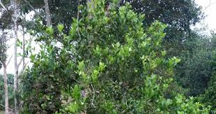 Dibiarkan selama 2 hingga 4 minggu. Salam Bertani Ada Beberapa Pokok Limau Kasturi Yang Terdapat Di Kebun Wp Kebanyakannya Sudah Mengeluarkan Hasil Pokok Limau Kasturi Plants Begonia Garden