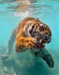 Biggest Liger Ever The Liger Enjoys Swimming Like A Tiger And Animals Animal Photography Animals Beautiful