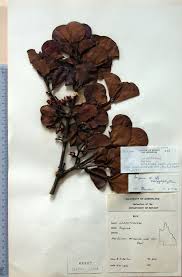 Image result for Abutilon englerianum