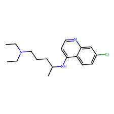 Image result for Callichilia orientalis