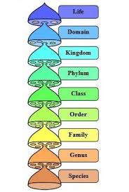 Genus New Pins Science Homework Stress Relief Oil