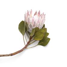 Image result for Protea