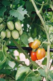 These include fruit worms, aphids, hornworms and stink bugs, according to clemson university. Tomato Growing Tips In Houston Rooted Garden