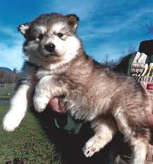 * puppy training tips and gift bag. Wakon Giant Alaskan Malamutes Authentic Wakon Malamutes