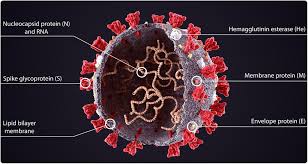 Dna (deoxyribonucleic acid) is the cell's genetic material, contained in chromosomes within the cell nucleus and mitochondria. Research Uncovers Sars Cov 2 Viral Traits Critical For The Virus In Human Airways