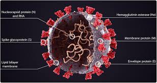 Of protein quantitative trait loci (pqtls) for cellular sensitivity to two commonly used chemotherapeutics: Research Uncovers Sars Cov 2 Viral Traits Critical For The Virus In Human Airways