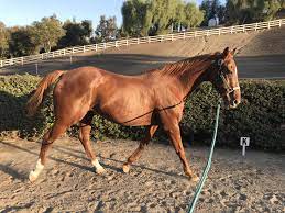 My 23 Year Old Boy Halo Horse Life Pretty Horses Beautiful Horse Pictures