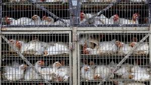 En un comunicado, la comisión nacional de sanidad asegura que hasta ahora nunca se había detectado un contagio a humanos de ese virus. China Detecta El Primer Caso Mundial De Gripe Aviar H10n3 En Humanos