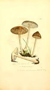 N It Foto Inocybe Rimosa Flower Illustration Illustration Natural History