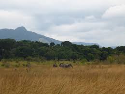 Image result for Marquesia macroura