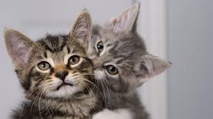 How do i stop my kitten from being so wild? Why Does My Kitten Bite Me And How To Stop Cat Biting Pet Shey