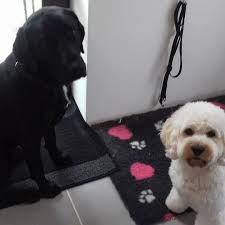 4 reviews of all pets grooming salon i've taken my giant schnoodle puppy here since he was 4 months old. All Paws Pet Grooming Training Centre Home Facebook