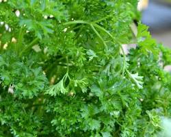 Gambar Peterseli hidroponik