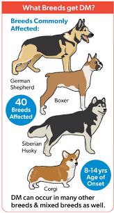 Quick Facts And Resources On Degenerative Myelopathy Dm