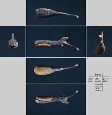 Image result for Vepris sansibarensis