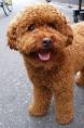 Poodles for Sale | Dogs on Oodle Classifieds