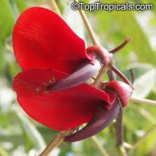 Image result for Erythrina crista-galli