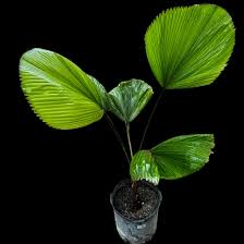 Image result for Licuala grandis