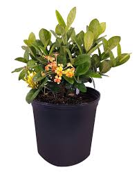 Image result for Ixora coccinea