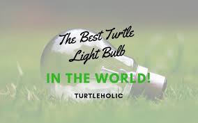 The Best Turtle Light Bulb In The World Turtleholic