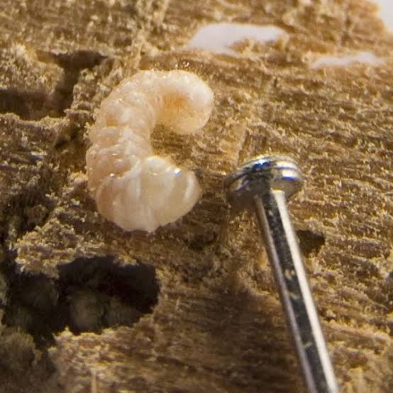 Woodworm Treatment Specialists | Damp2Dry Solutions