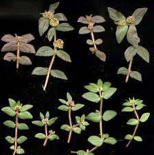 Image result for Euphorbia ophthalmica