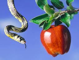 Image result for apple in the garden of eden